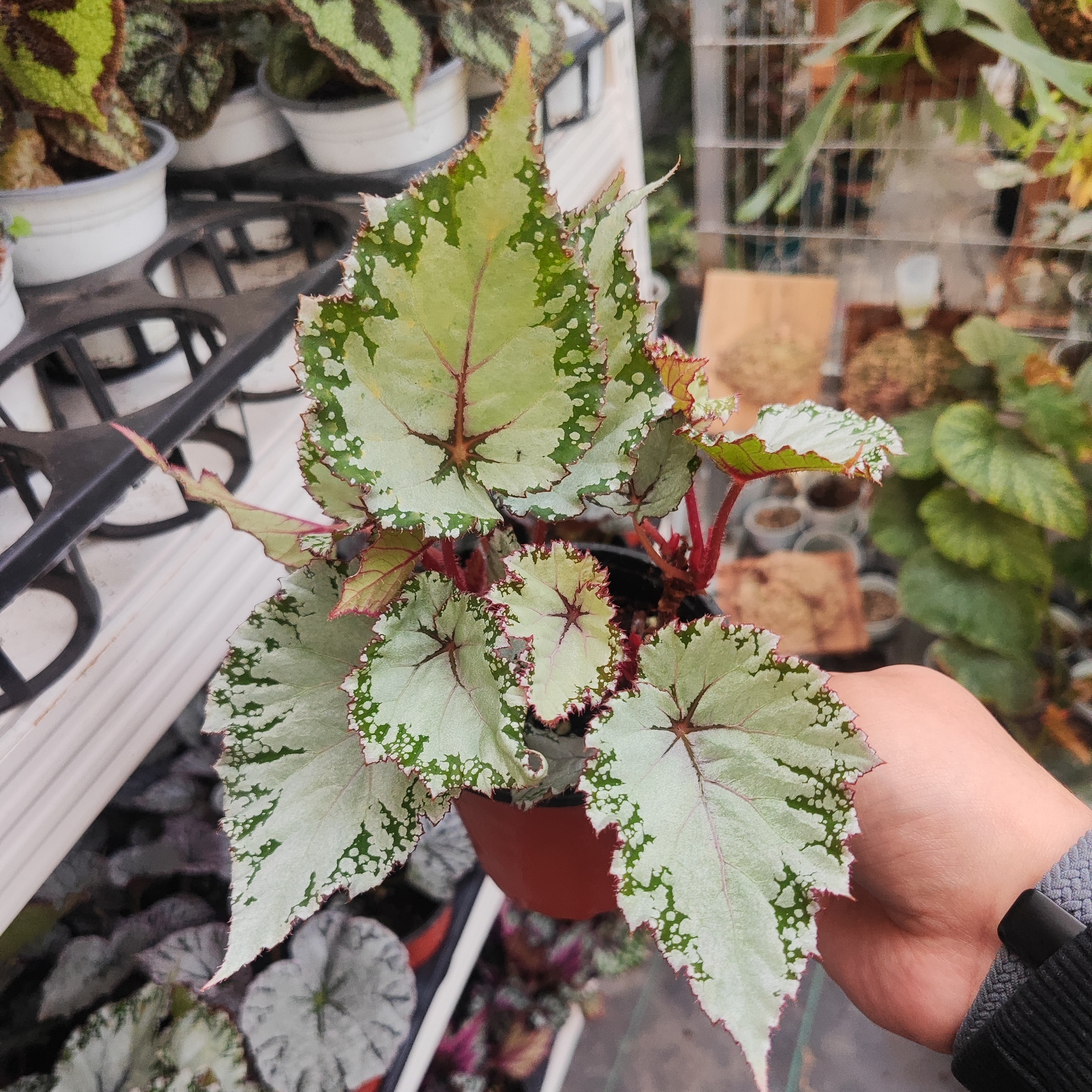 银羽秋海棠蟆叶室内网红观叶赏花盆栽花卉