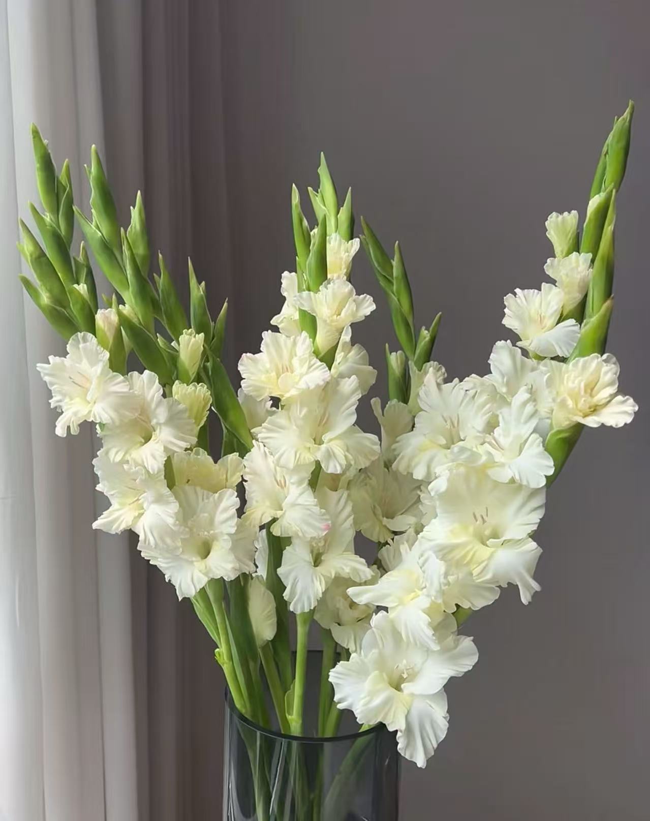 基地10枝水晶糖果剑兰鲜切花鲜花基地直采直发顺丰包邮送保鲜剂