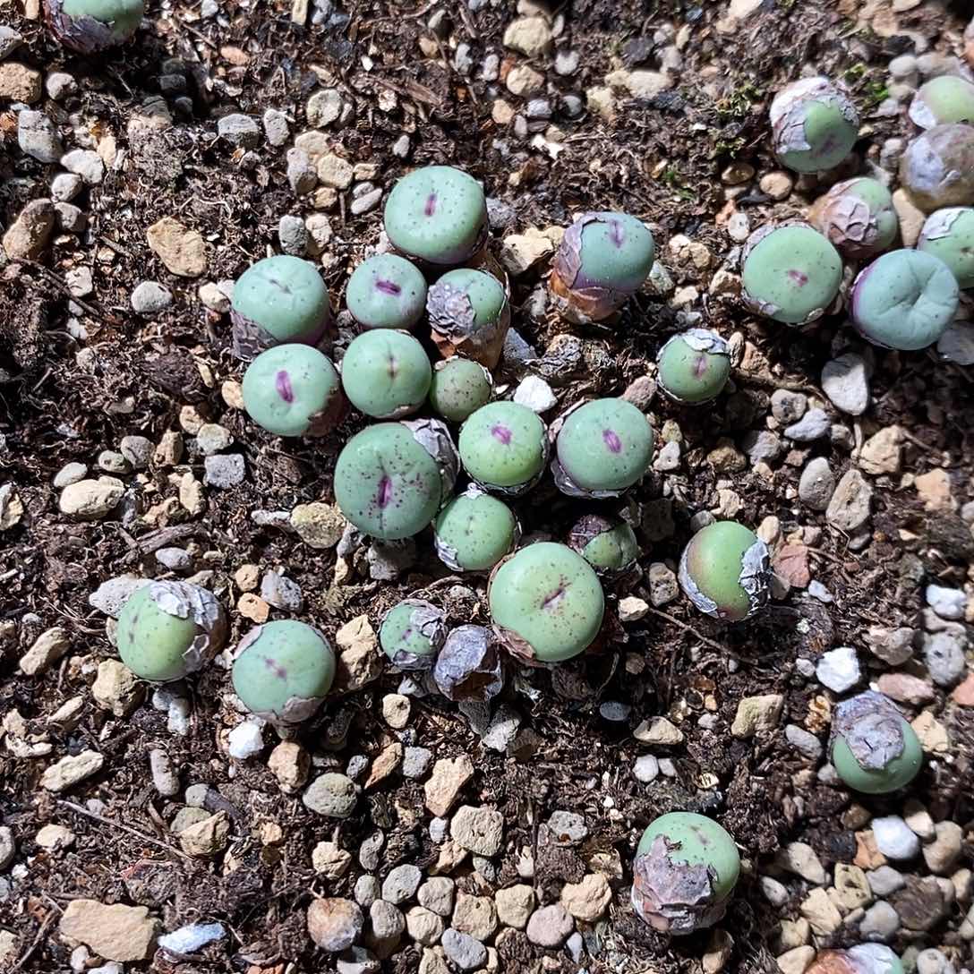 一颗编号混小红嘴。   