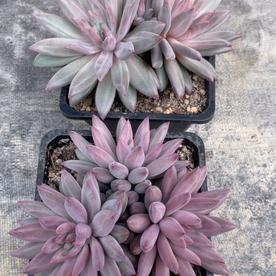 虞美人多肉植物发货