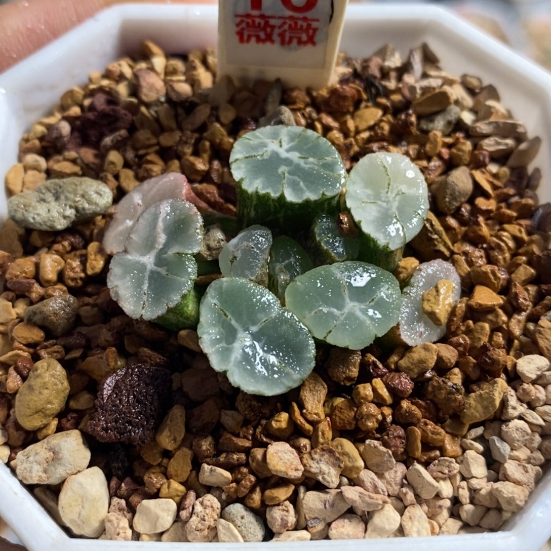 16万象锦十二卷多肉植物