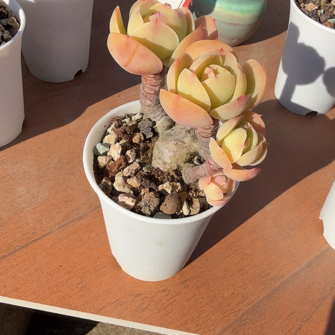 冬***冬鸡蛋碧桃多肉植物一颗