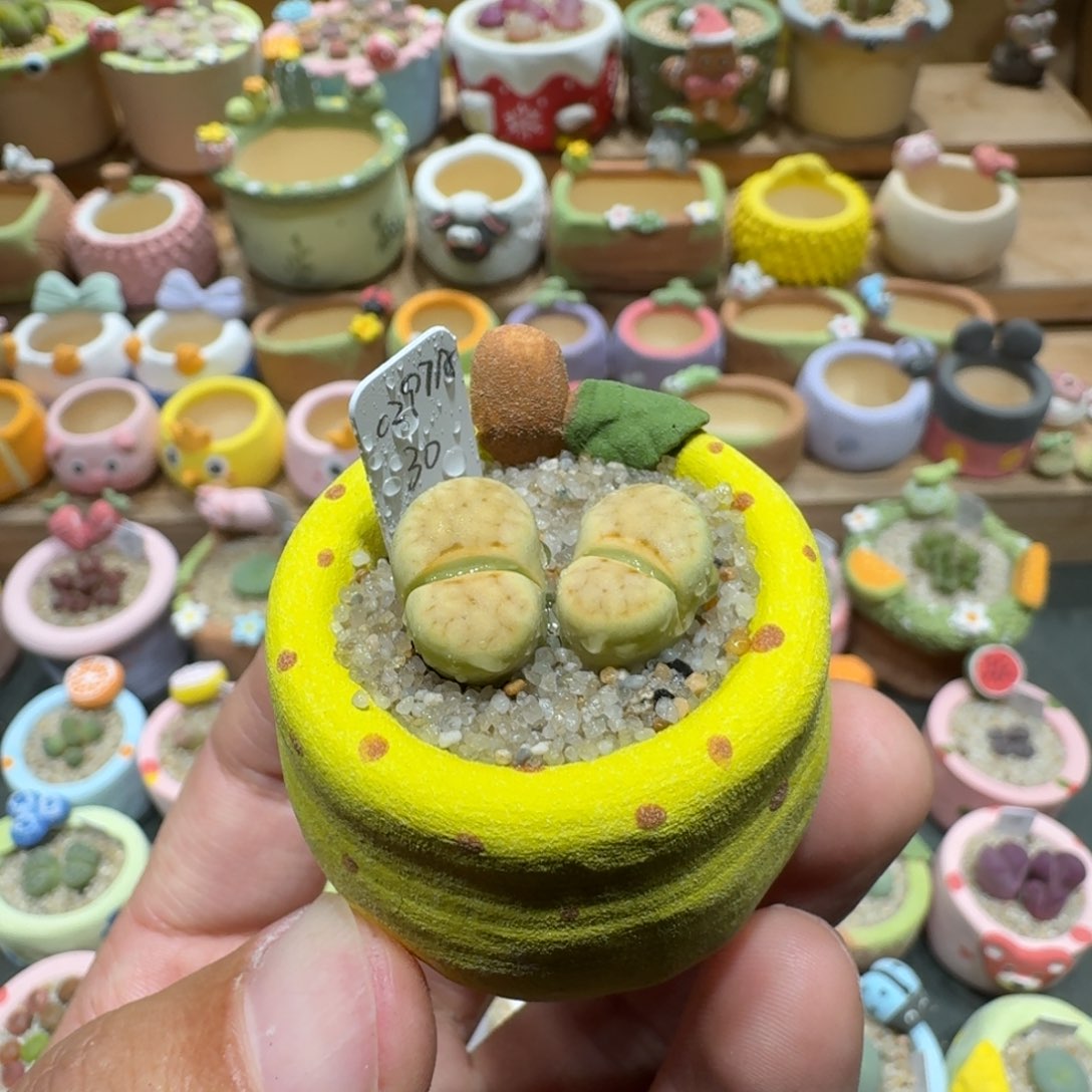 蘑菇1211奶油寿丽多肉植物