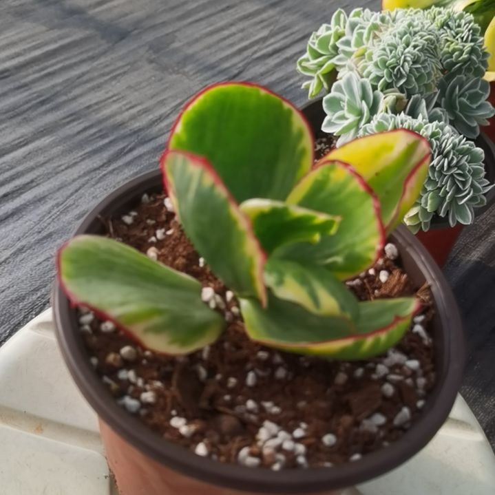 包菜家族的青梅白覆轮锦