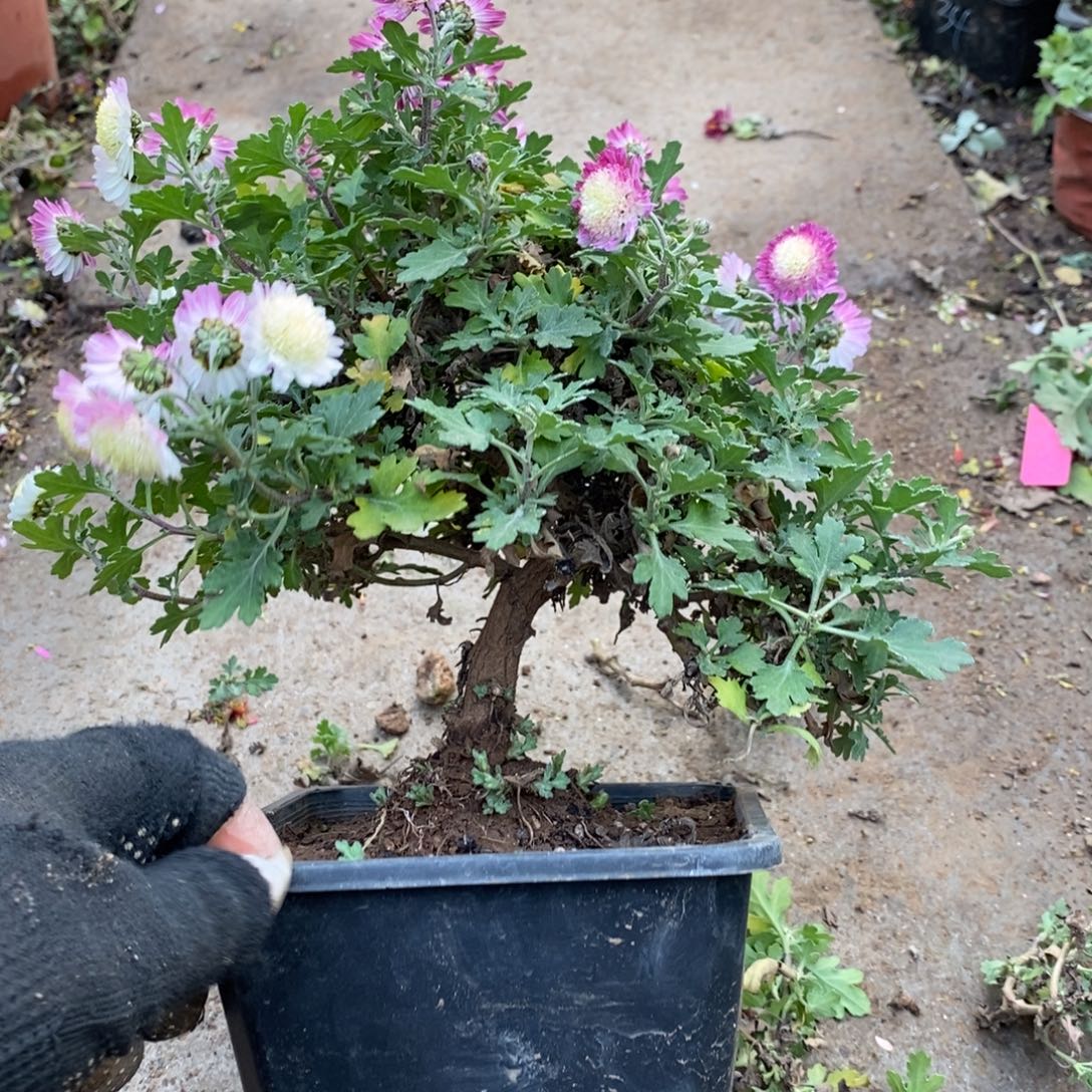 听***音无花朵盆景盆景58