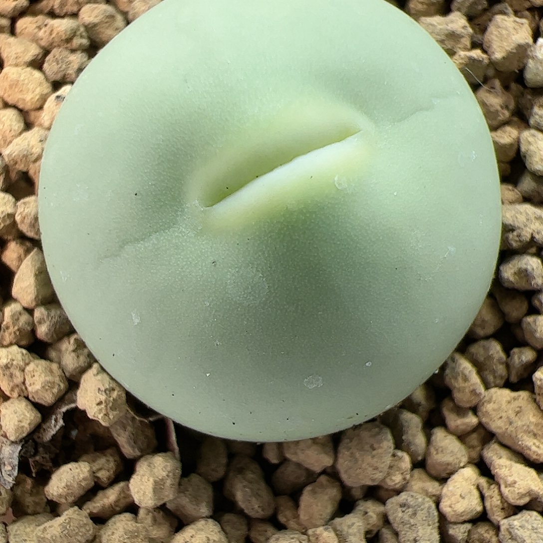 【闪购商品】371 鸽子蛋嘟嘴