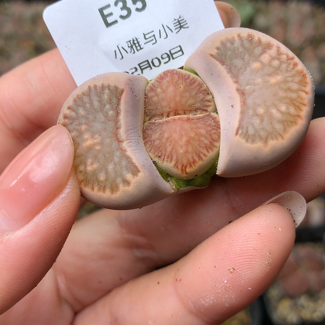 E35多肉植物保护研究所