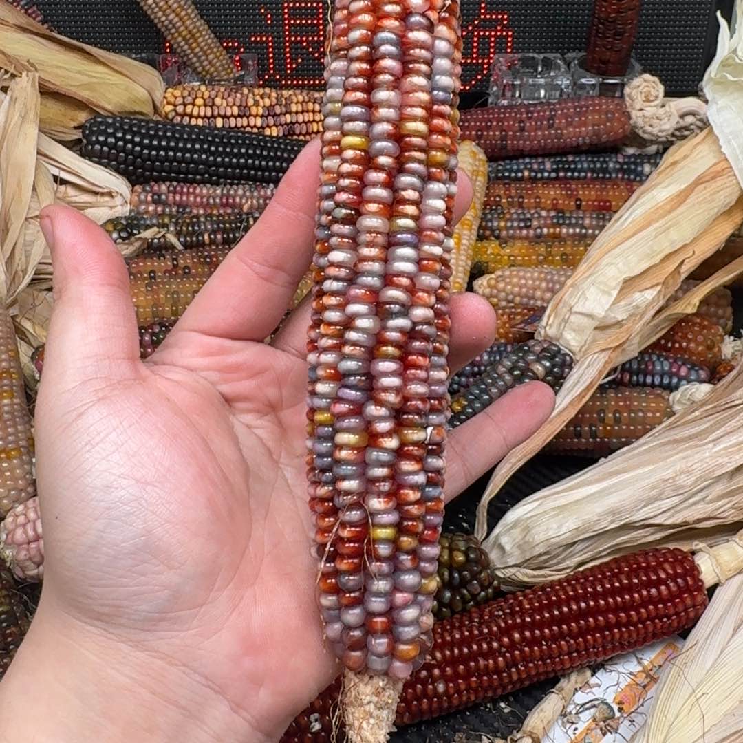 柏香籽/百香籽吊坠米*