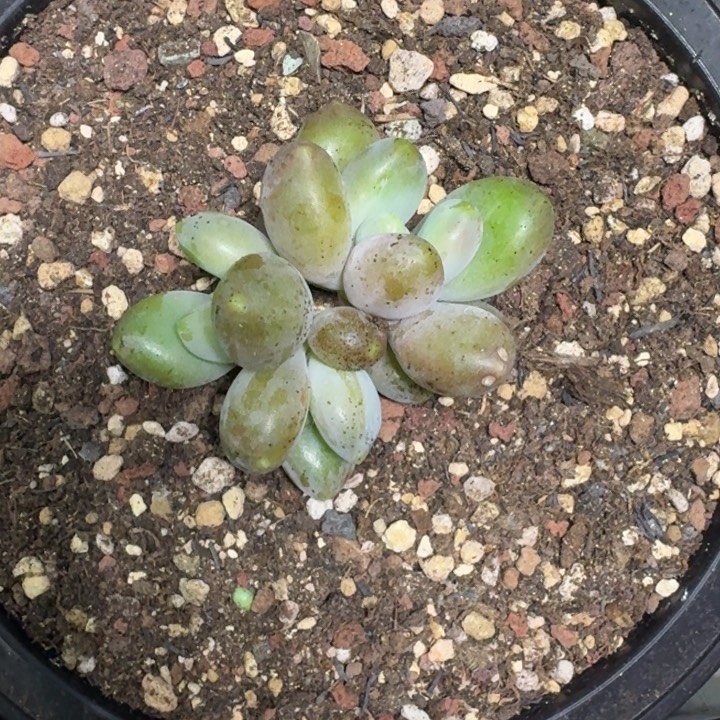 法力达 3头  一物一拍