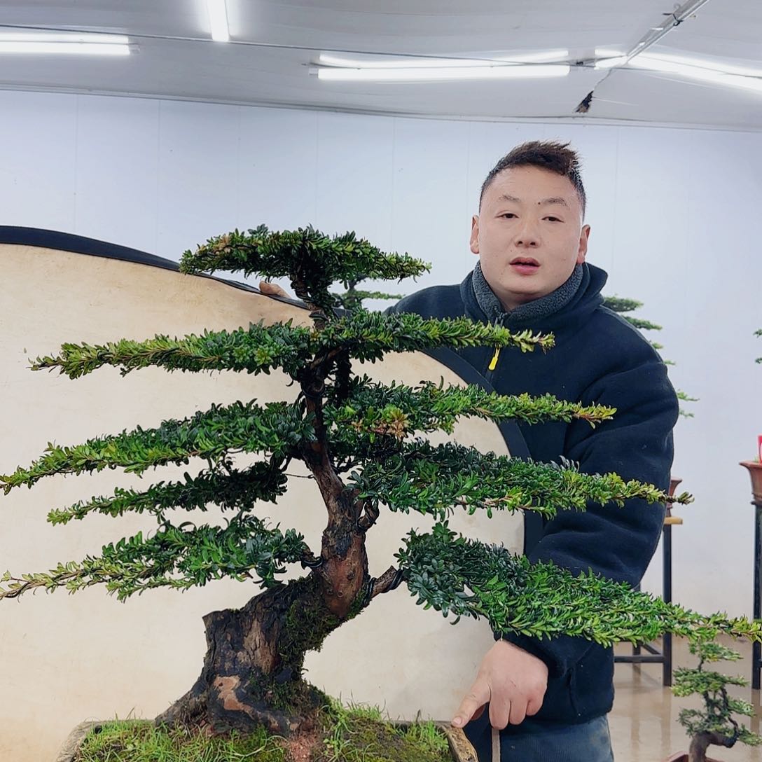 宁**3盆景制作过程非常