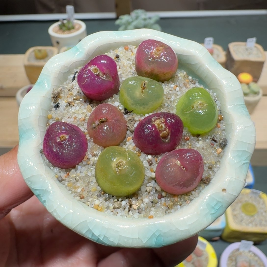 红陶蘑菇1104毛汉尼