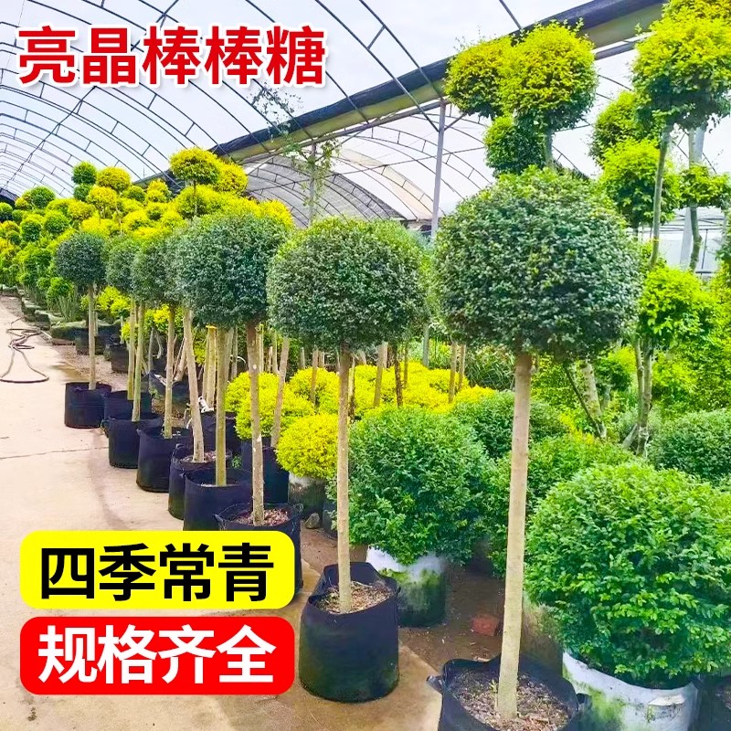 庭院亮金造型罗汉松花卉花园绿植植物花镜