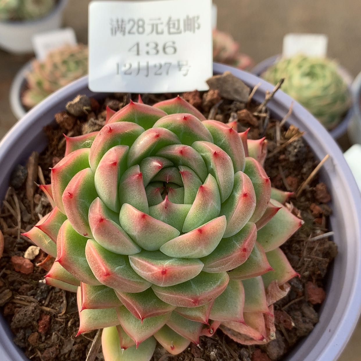 【闪购商品】云436