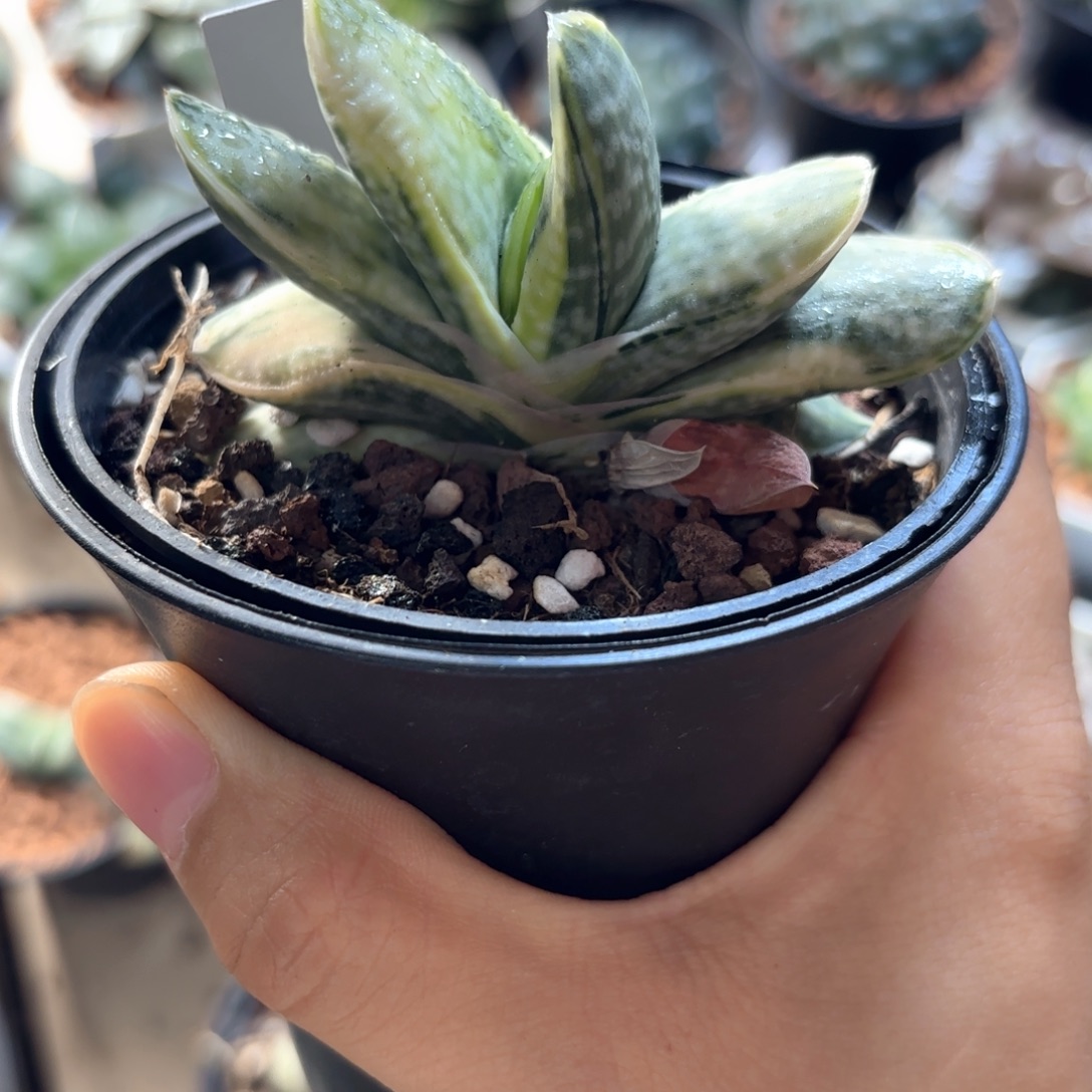 实生卧牛锦带盆发货