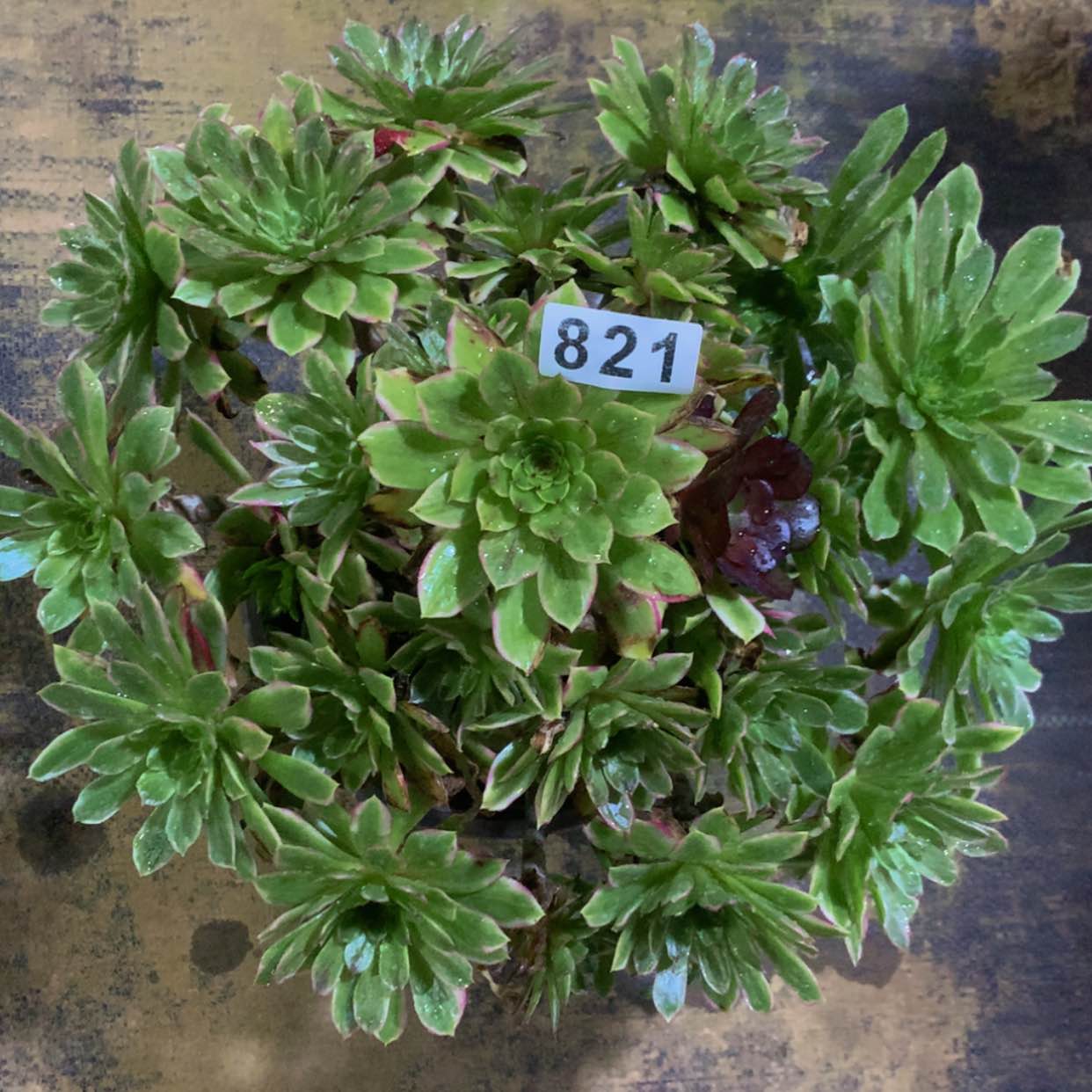 【闪购商品】821糖果多肉