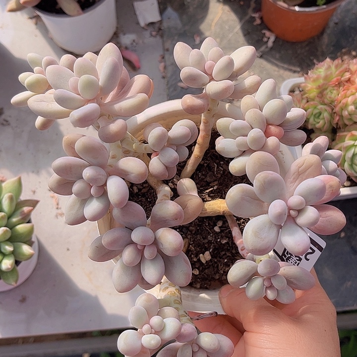 粉恋2729多肉植物