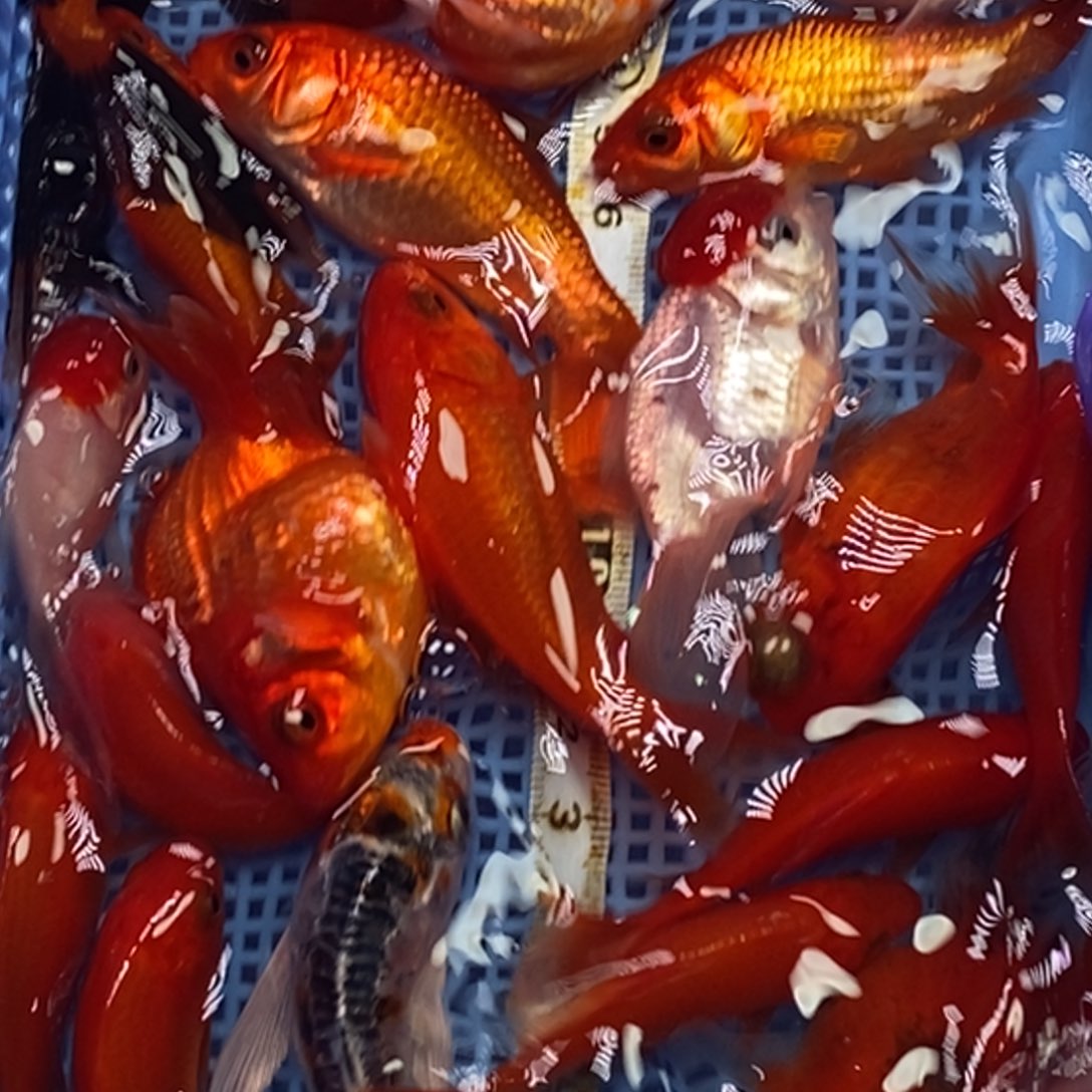 锦鲤冷水锦鲤包邮