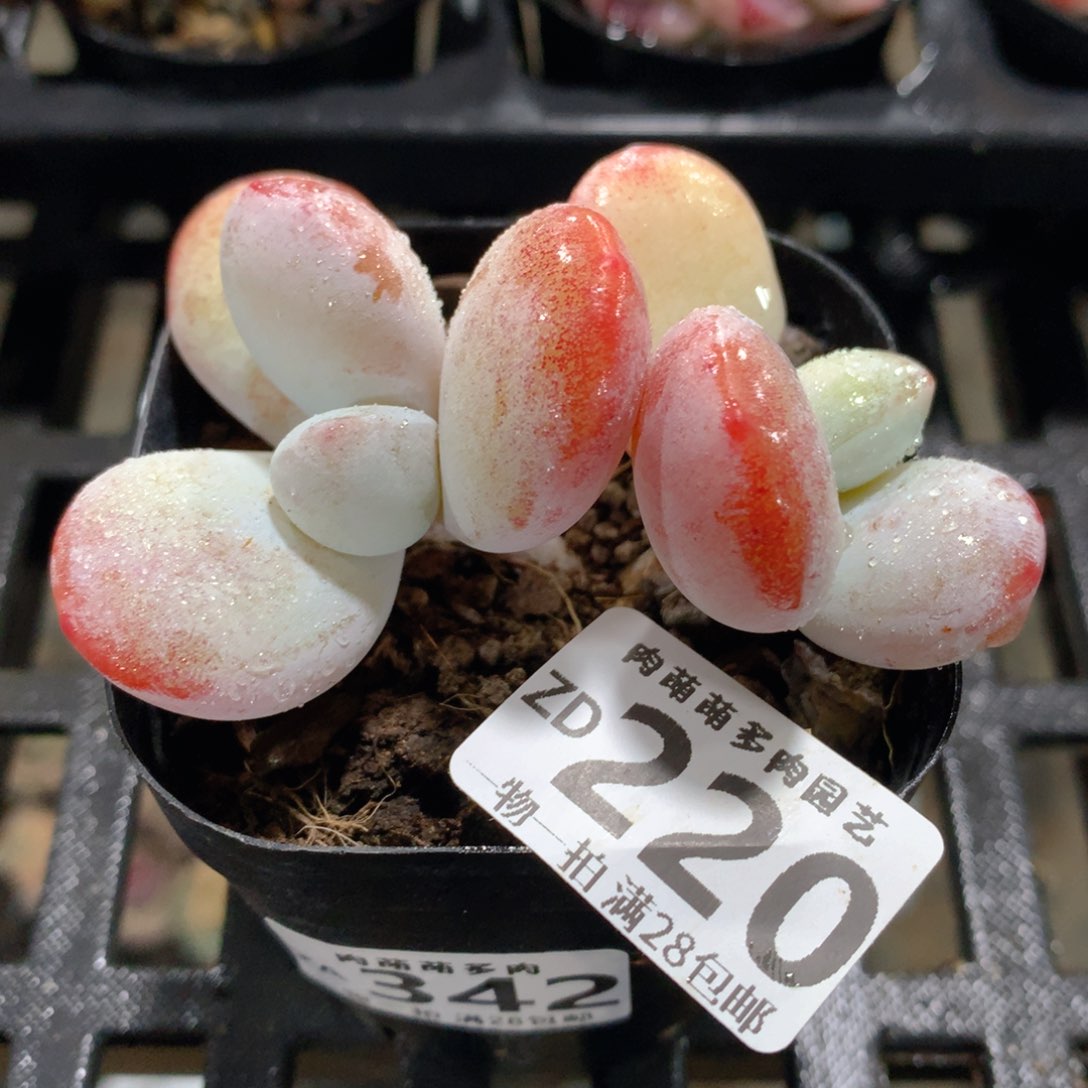 肉萌萌拇指盆精控多肉ZD220