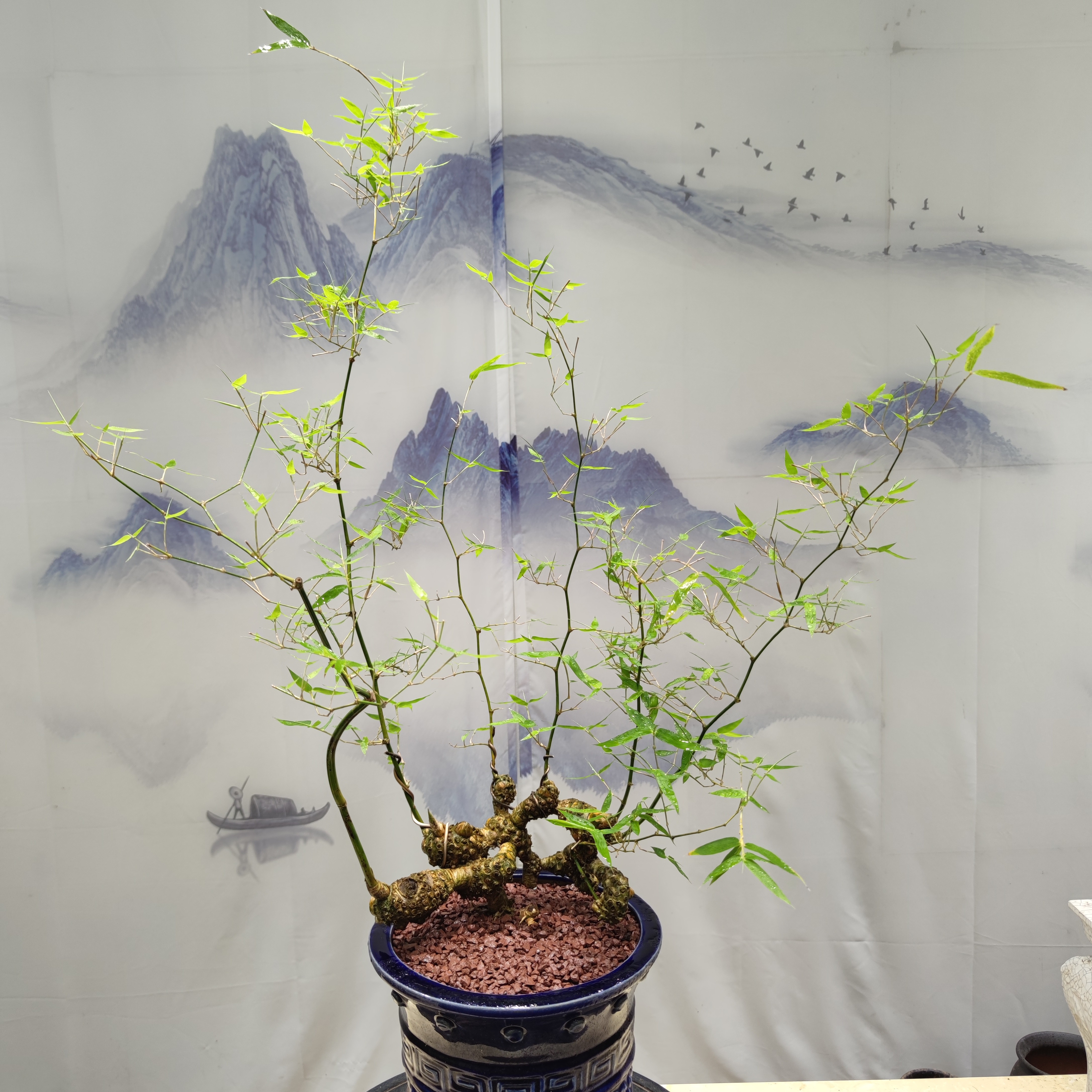 小叶簕竹老桩绿植盆栽室内好养四季常青美观簕竹盆景