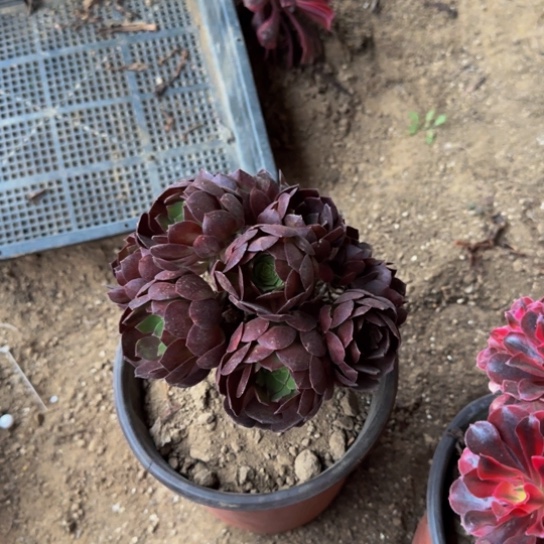 黑美人绣球10头起9.9