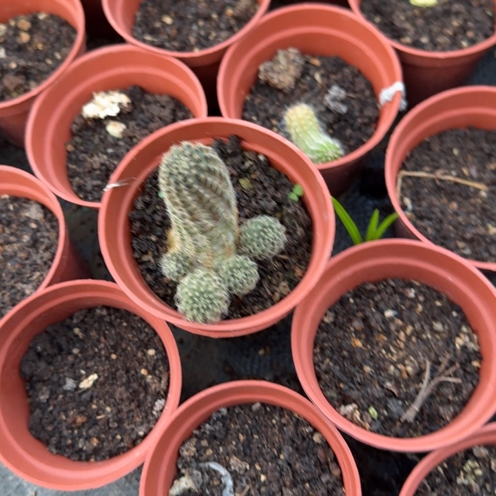 中间丽花仙人球215