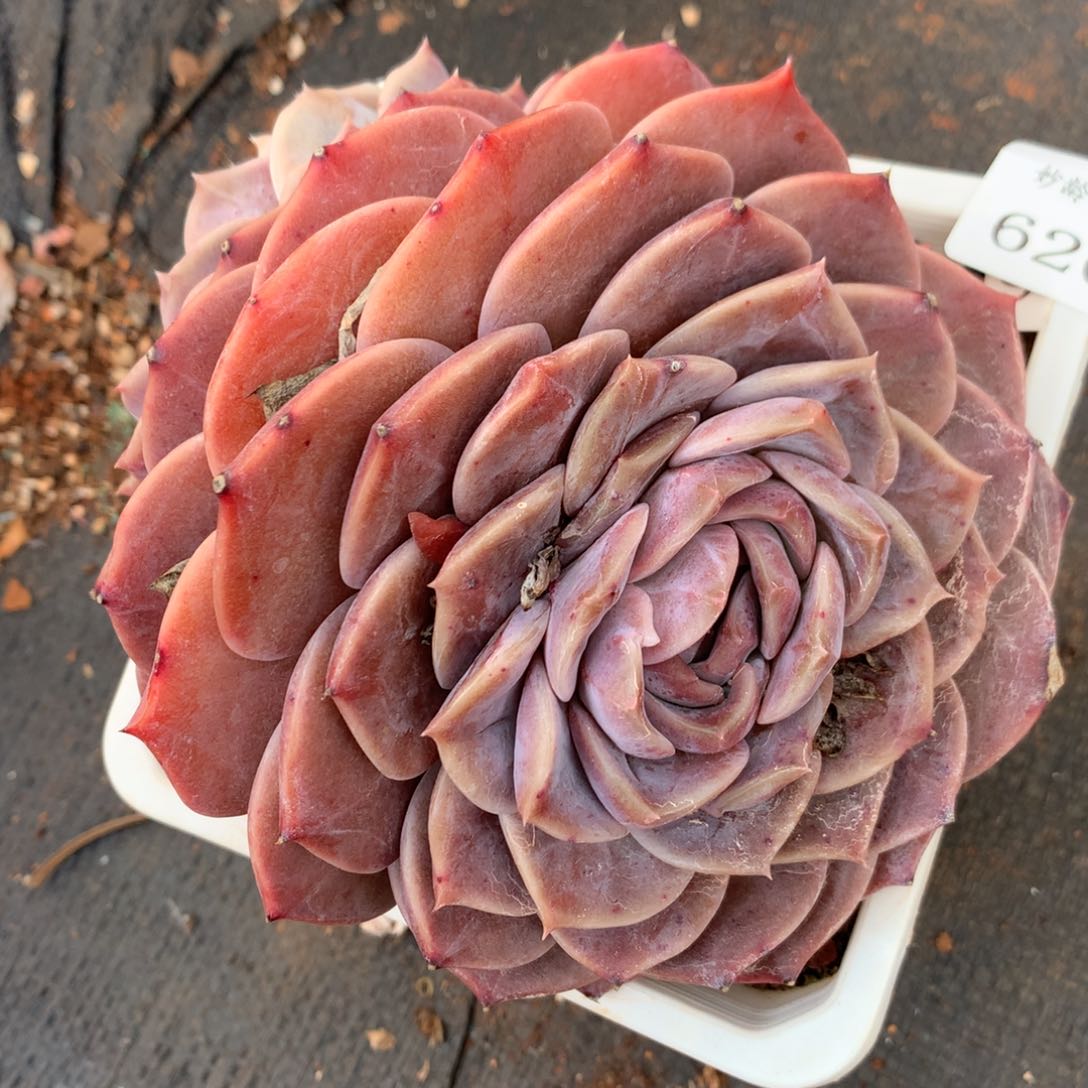 620杂交多肉老桩14冠