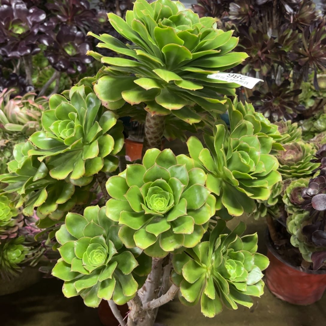 286君美丽多肉植物法师