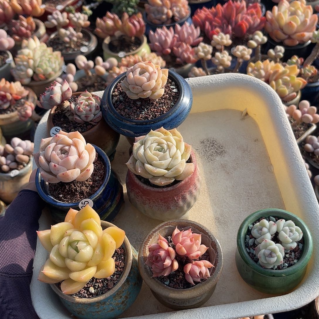 一物一拍原盆原土