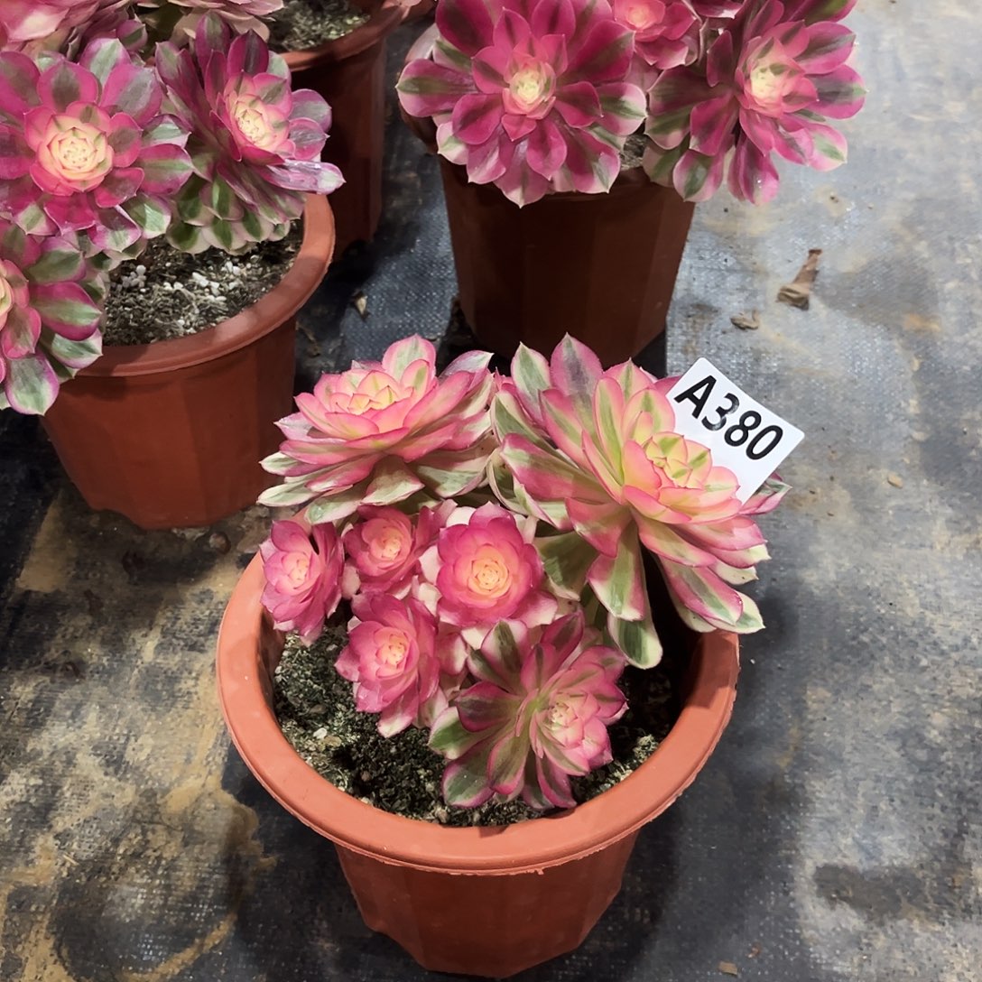 肉***粉从林倾城380多肉多肉