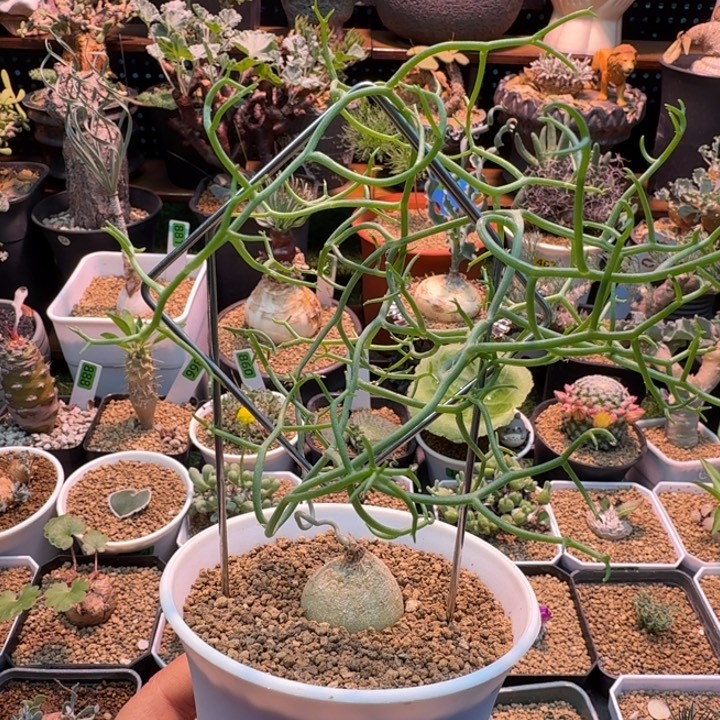 鹿角仓角殿（不含架子）