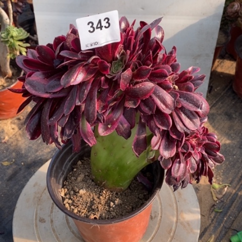 美杜莎缀一物一拍