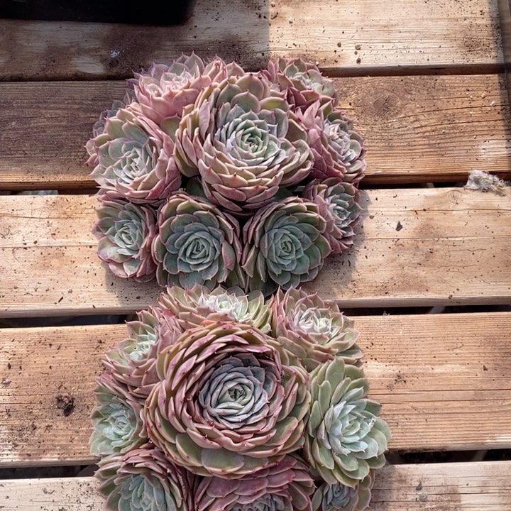 昂斯诺2群 韩货精品