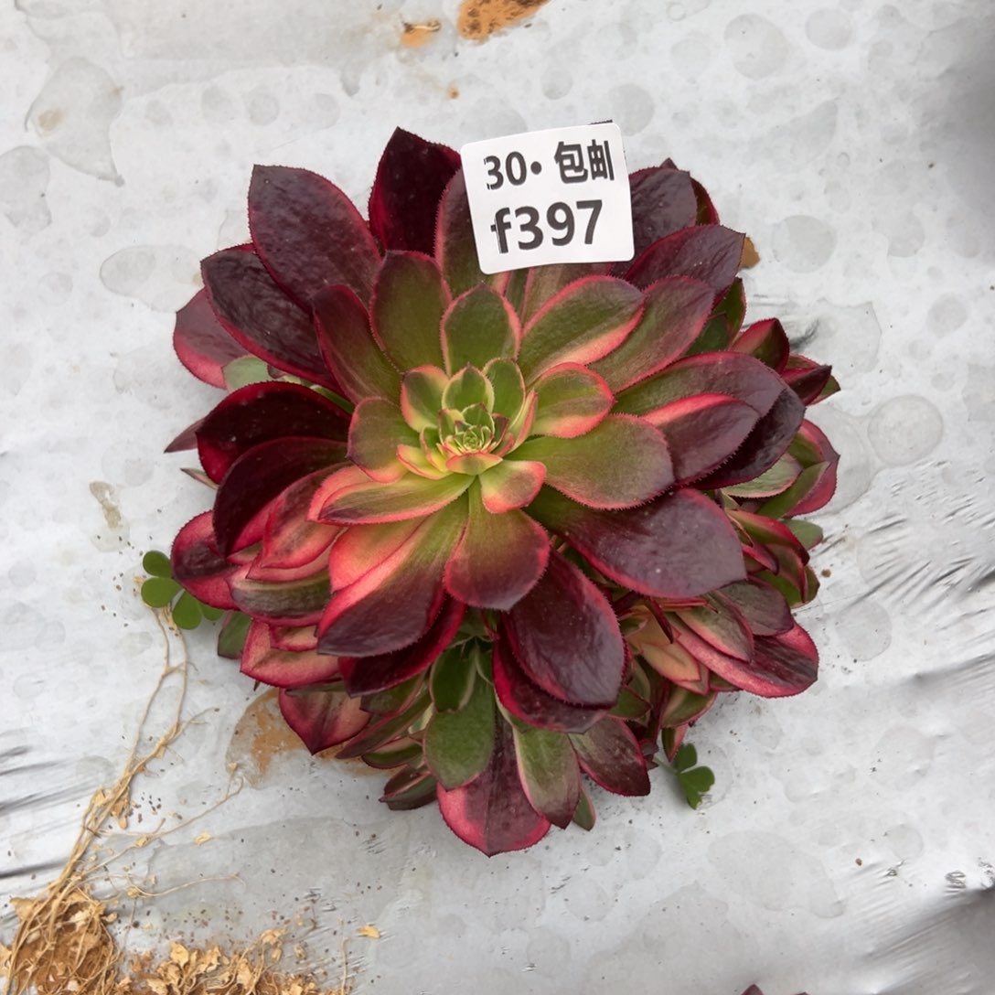 397 多肉法师黑魔锦