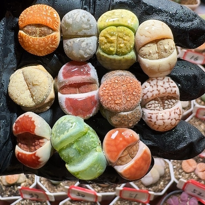 生石花223332。  105