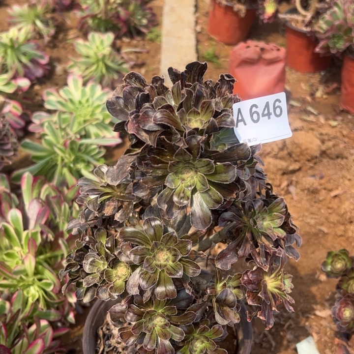 拉丝锦多肉植物646