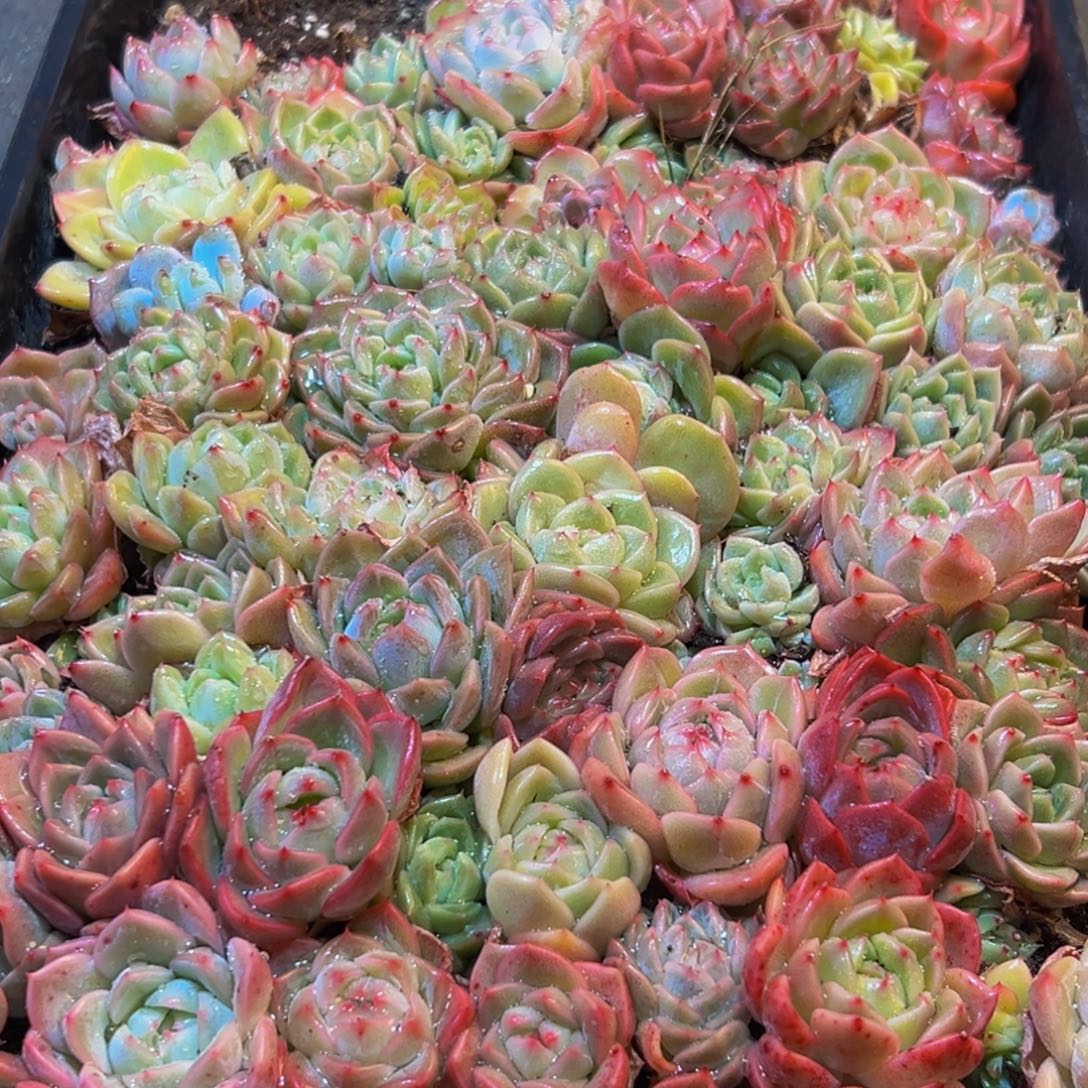 644多肉葡萄领导人物库资料