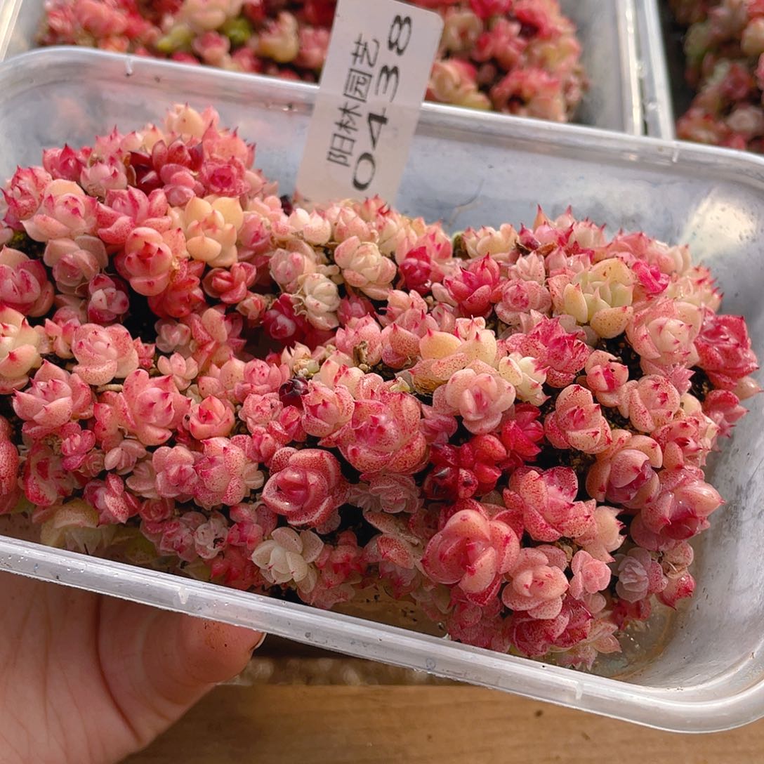 多肉植物多肉植物438