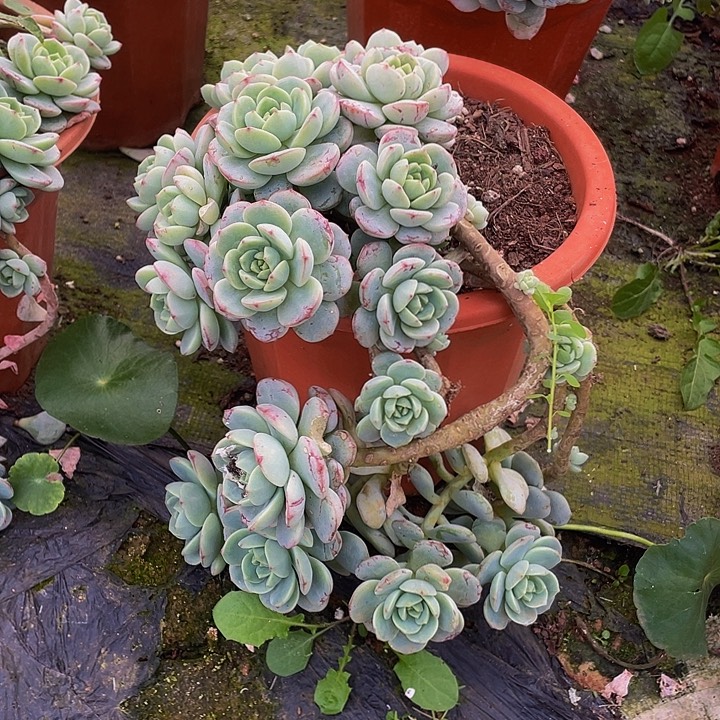 香草26:8飘枝木质化多肉