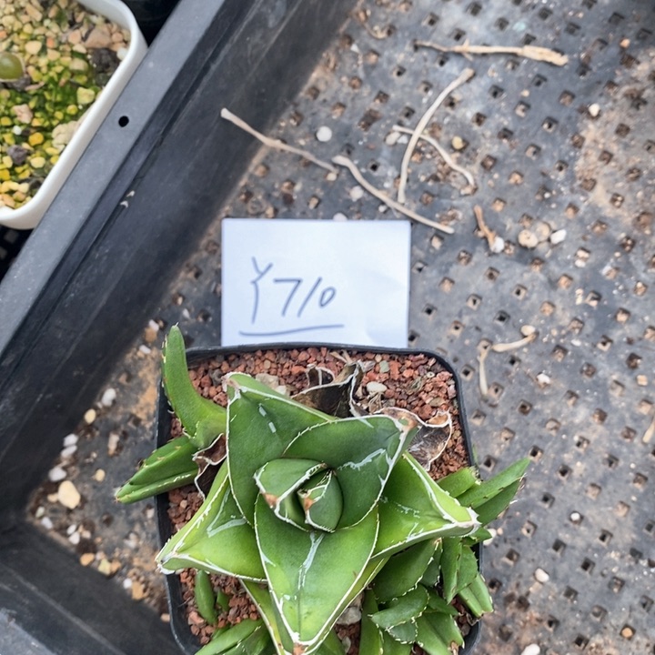 710。 桃太郎一颗。  福利。 