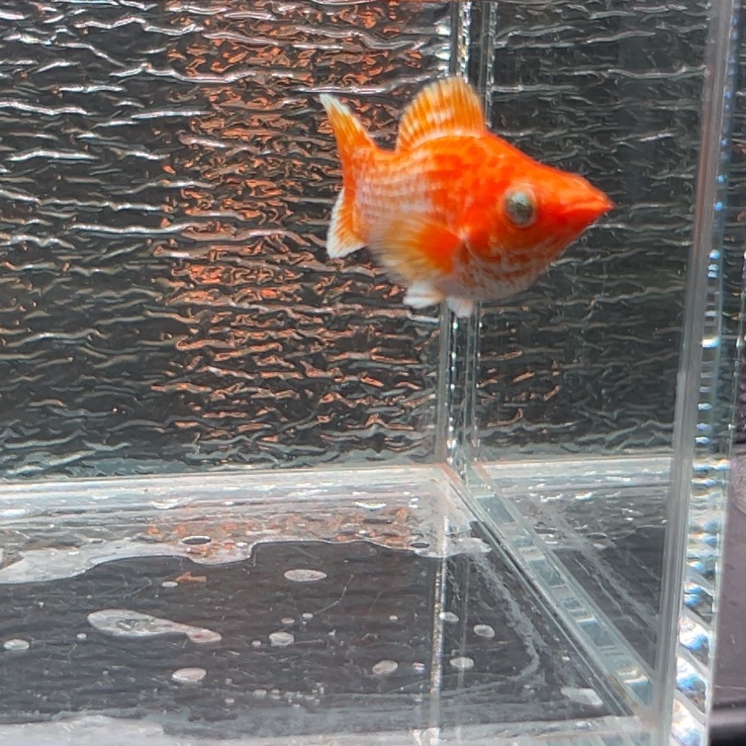 孔雀鱼玛丽鱼一条黄金公