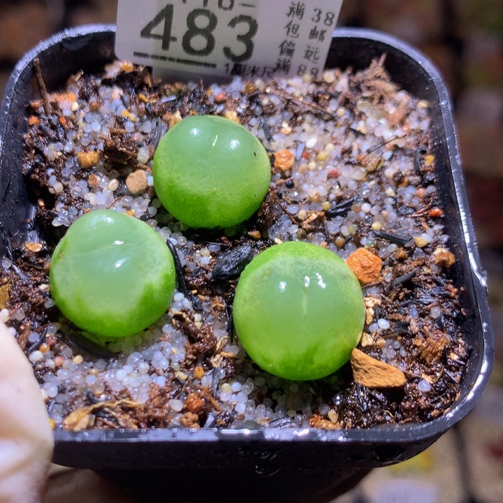 精品生石花118.483