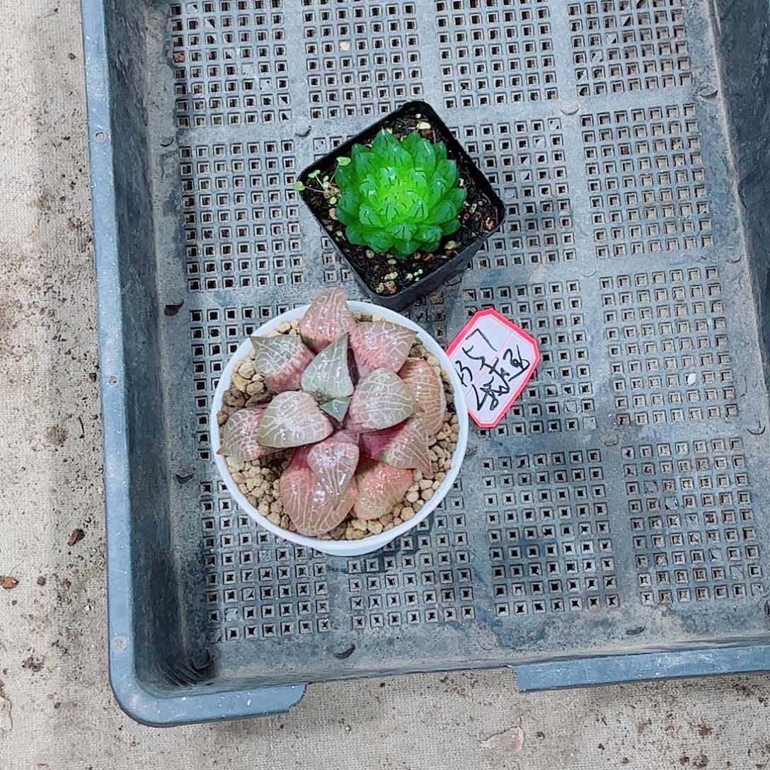 粉玻璃玉露一勿一拍