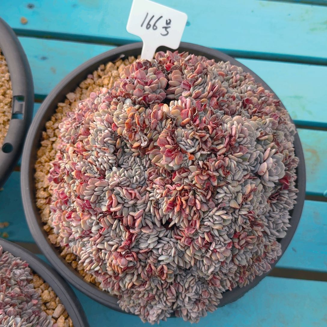 166好多肉11111111111