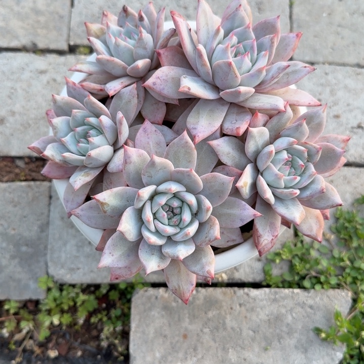 粉蓝鸟。        5头。  