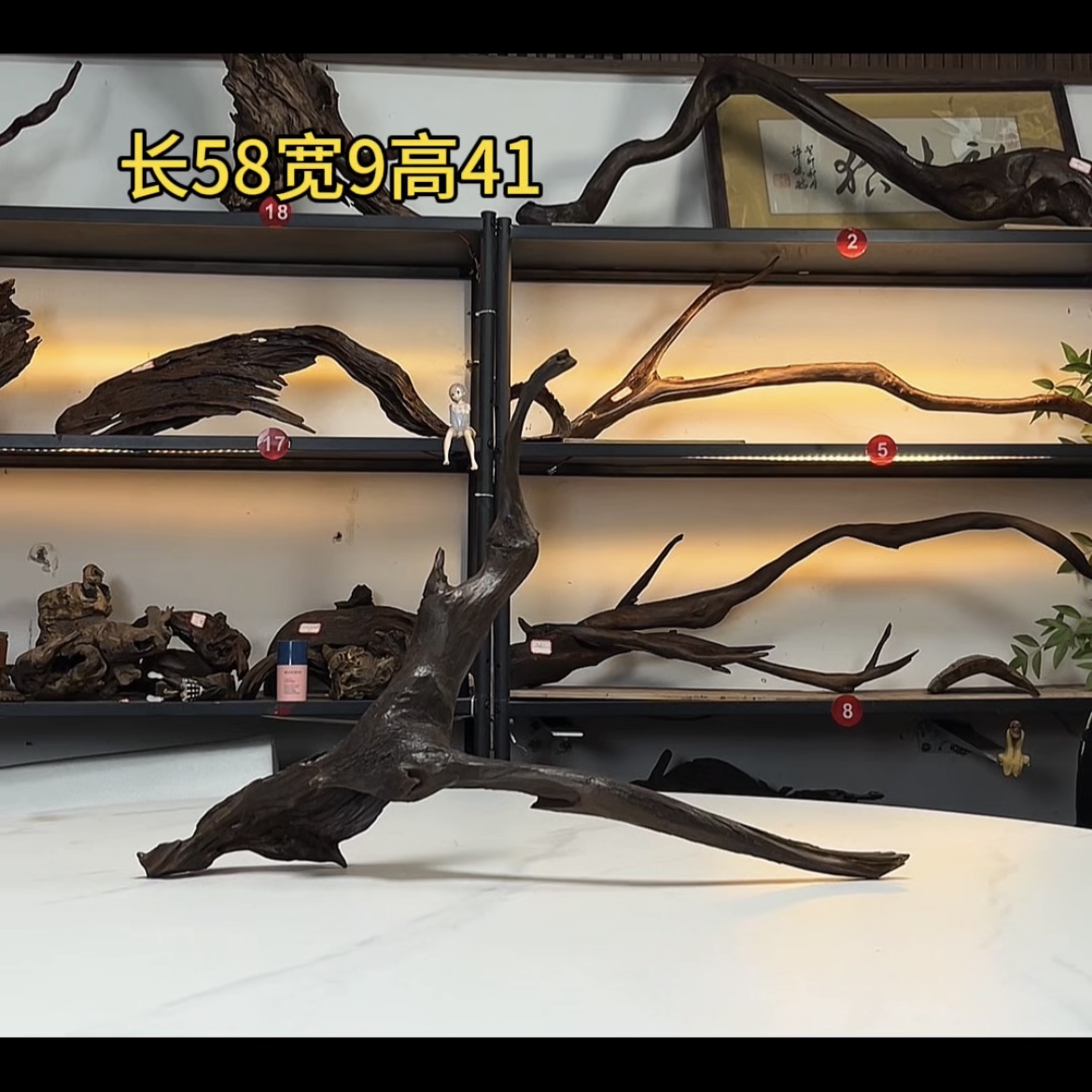 张大狼造景沉木长58cm拱桥飘枝 南美鱼缸造景 紫柚木秒沉