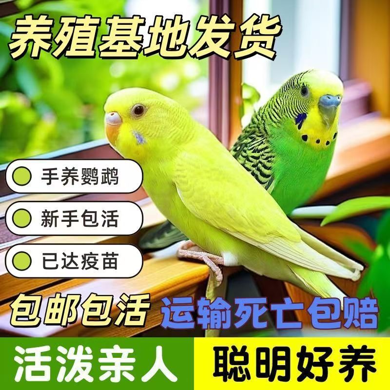 Y精品彩色手养虎皮鹦鹉活鸟适合家养可繁殖观赏亲人粘人好上手