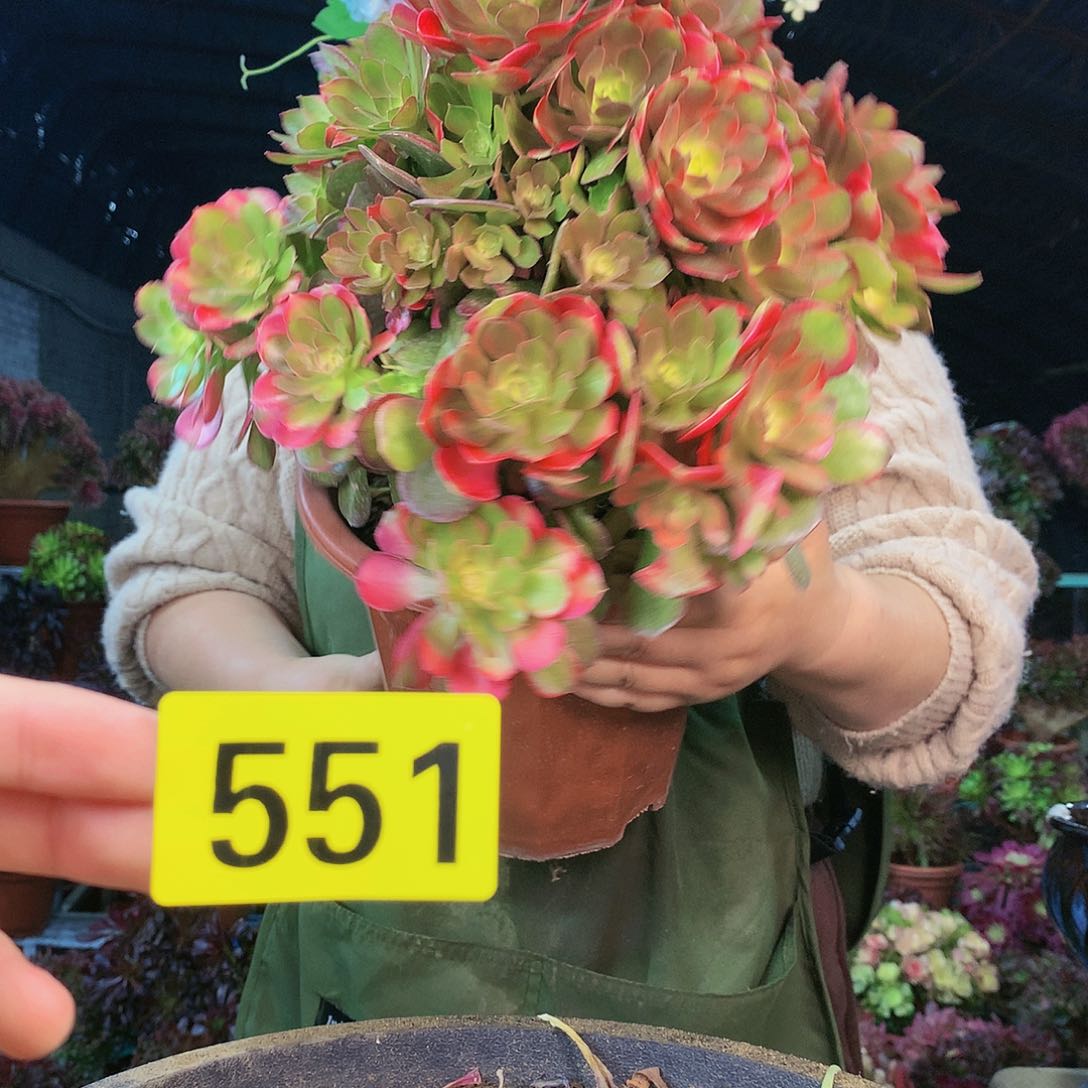 柒哥法师多肉不包侧断枝551