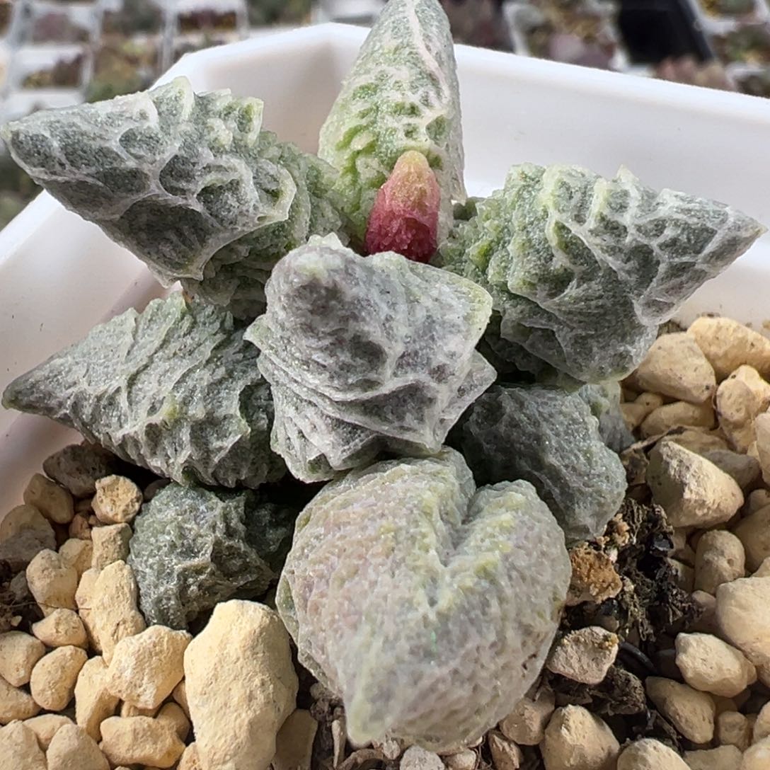 倒刺融化纹冰激凌单头桩多肉植物