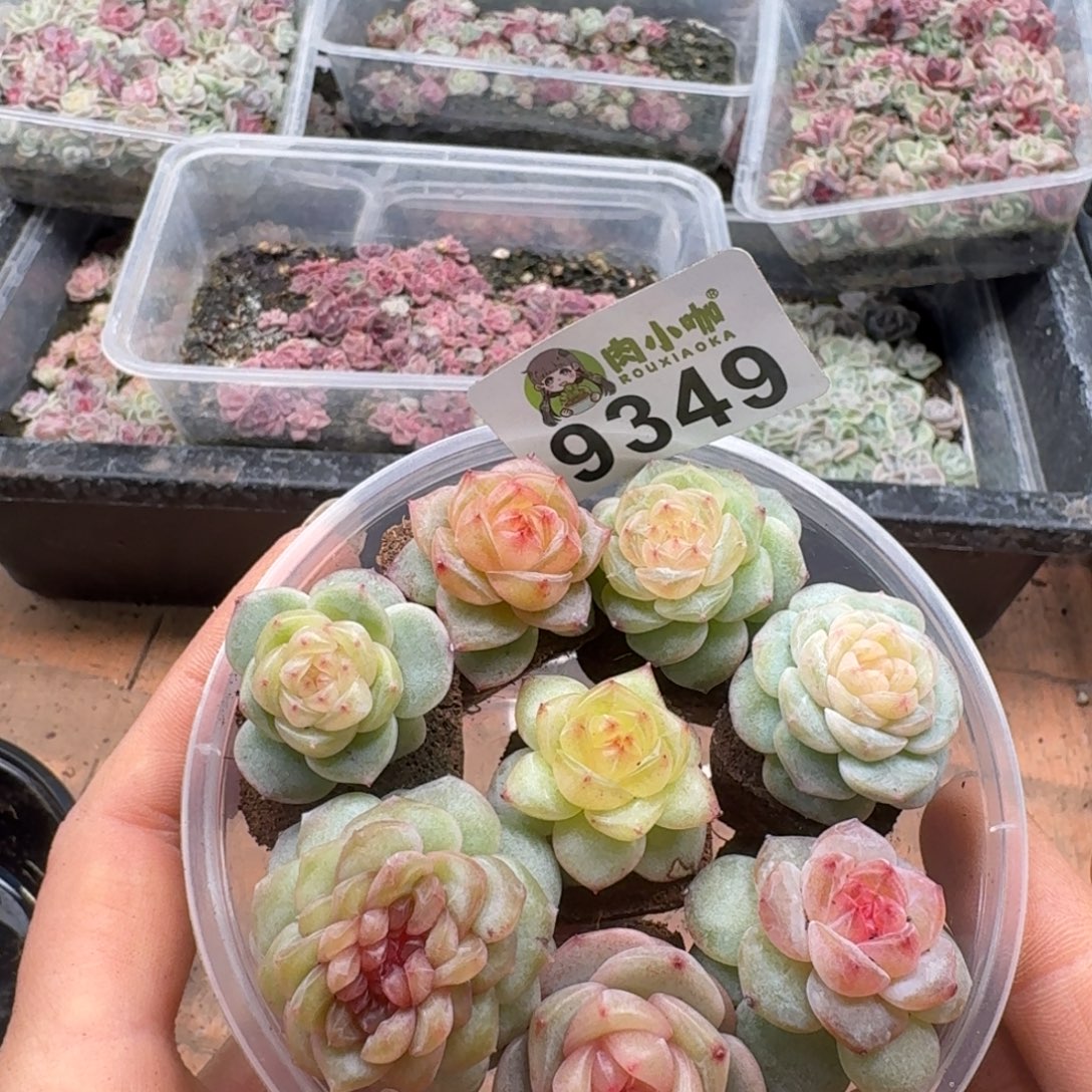 暖****多肉植物多肉植物