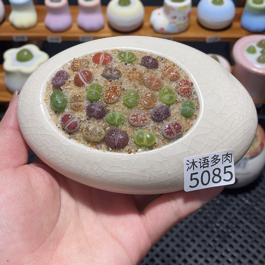 带盆土植物 一物一拍5085